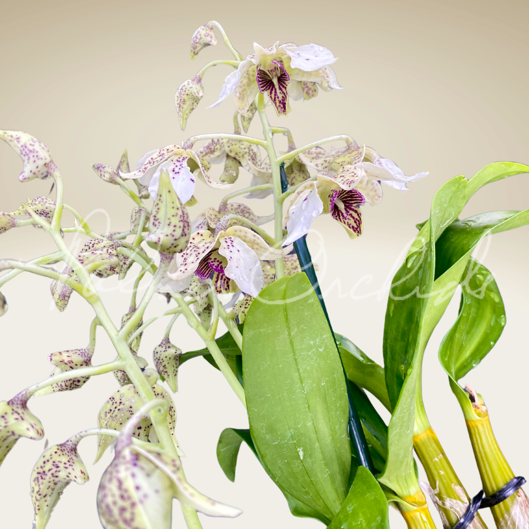 Galina Polskixning soxta porno suratlari Yetuk rus ayollar veb-kamera jinsiy aloqa